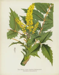 The Nepal Ash-Leaved Berberry